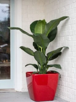 Viva Square Self-Watering Rolling Planter, 20" Diameter, Set Of 2 -GardenPro Shop 3 4 crop 8612930 0032 tif