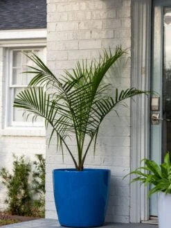 Viva Round Self-Watering Rolling Planter, 20" Diameter, Set Of 2 -GardenPro Shop 3 4 crop 8612933 0024 tif