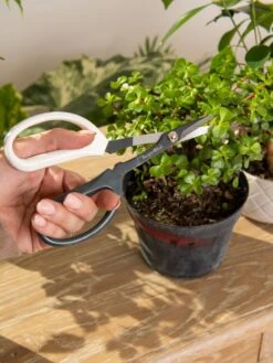 Japanese Pruning Scisssors -GardenPro Shop 3 4 crop 8612968 0092