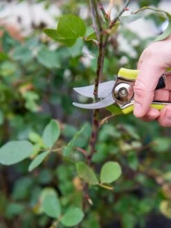 Pocket Pruners -GardenPro Shop 8586314 027 tif
