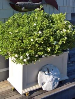 Fairfield Self-Watering Patio Planters, 20” X 36” -GardenPro Shop 8588417 208V tif