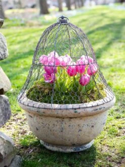 Chicken Wire Cloche -GardenPro Shop 8590210 021 tif