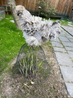 Chicken Wire Cloche -GardenPro Shop 8590210 02CUST tif