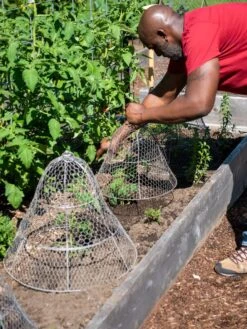 Chicken Wire Cloche With Extension 16 Chicken Wire Cloche With Extension -GardenPro Shop 8590210 0442 tif