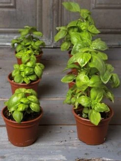 Organic Self-Watering Potting Mix, 20 Qts. -GardenPro Shop 8592212 3979 001E tif 3