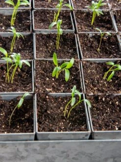 Seed Starting Mix, 9 Qts. -GardenPro Shop 8592212 6177