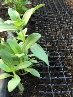 Cat Scat Mat 8 Cat Scat Mat -GardenPro Shop 8592448 03CUST tif