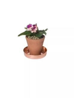 Extra Small Round Copper Plant Tray, 8" 10 Extra Small Round Copper Plant Tray, 8" -GardenPro Shop 8593528 2922 tif