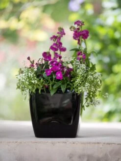 Viva Square Self-Watering Planter, 7" Diameter -GardenPro Shop 8595223 1107 tif