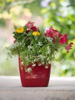 Viva Square Self-Watering Planter, 7" Diameter -GardenPro Shop 8595223 1111 tif