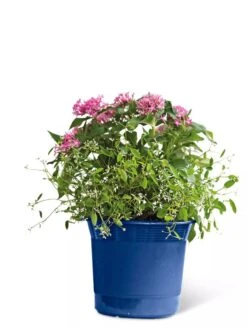Eezy Gro Self-Watering Planters 13 Eezy Gro Self-Watering Planters -GardenPro Shop 8596425 103 tif