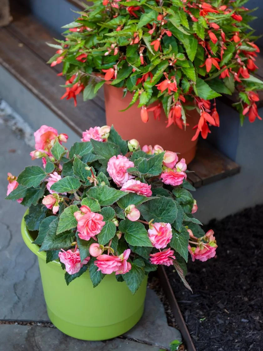 Eezy Gro Self-Watering Planters 3 Eezy Gro Self-Watering Planters - Image 3