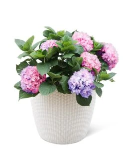 Weave Self-Watering Round Planter, 17" White -GardenPro Shop 8598372 3002 tif