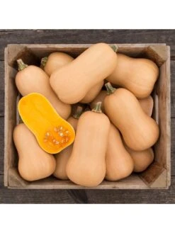 Brulee Butternut Squash Organic Seeds -GardenPro Shop 8599867 01v