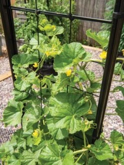 Gardener’s Victory Self-Watering Planter With Vine Trellis 20 Gardener’s Victory Self-Watering Planter With Vine Trellis -GardenPro Shop 8600176 6853