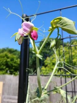 Gardener’s Victory Self-Watering Planter With Vine Trellis 21 Gardener’s Victory Self-Watering Planter With Vine Trellis -GardenPro Shop 8600177 6588 tif