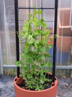 Gardener’s Victory Self-Watering Planter With Vine Trellis 16 Gardener’s Victory Self-Watering Planter With Vine Trellis -GardenPro Shop 8600178 5000 tif