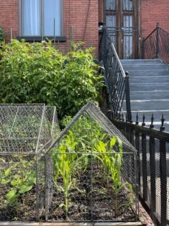 Chicken Wire Crop Coop 23 Chicken Wire Crop Coop -GardenPro Shop 8609080 02CUST tif