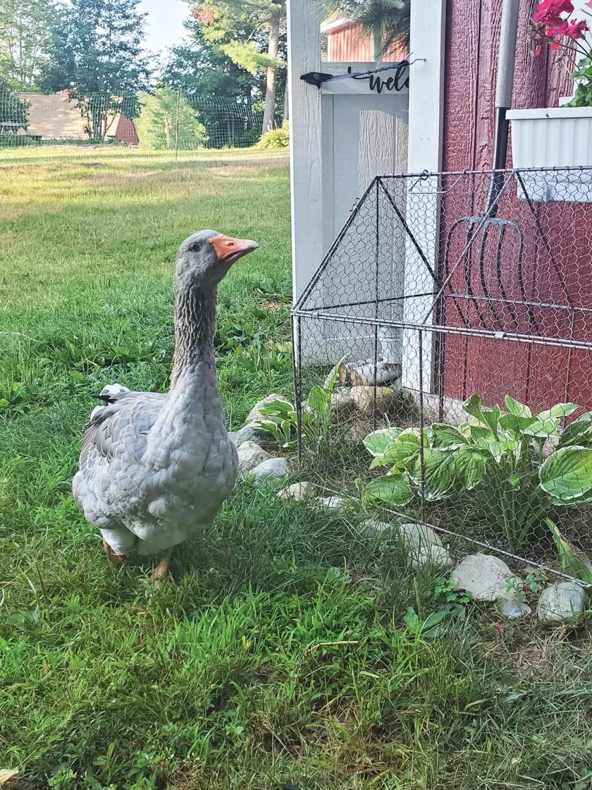 Chicken Wire Crop Coop 9 Chicken Wire Crop Coop - Image 9