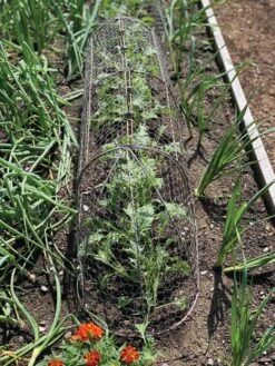 Chicken Wire Row Cloche Expandable Extra Large 3N1 -GardenPro Shop 8609412 5903 tif