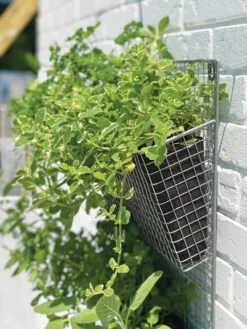 Wire Wall Pockets Vertical Gardens 8 Wire Wall Pockets Vertical Gardens -GardenPro Shop 8609429 9500 tif