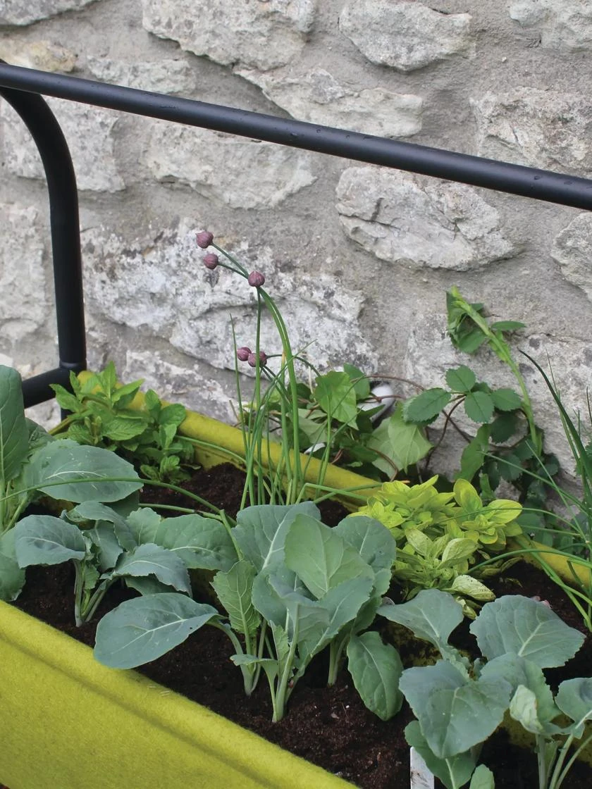 Vigoroot™ Self-Watering Easy Garden Planter 5 Vigoroot™ Self-Watering Easy Garden Planter - Image 5