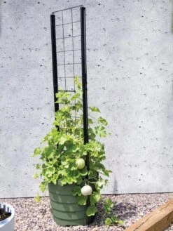 Gardener’s Victory Self-Watering Planter With Vine Trellis 13 Gardener’s Victory Self-Watering Planter With Vine Trellis -GardenPro Shop 8610238 15487 tif