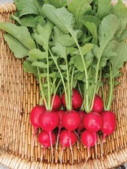 Family Garden Organic Seed Collection, Set Of 7 -GardenPro Shop 8610262 Cherry Belle Radish 06V tif