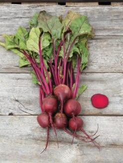Family Garden Organic Seed Collection, Set Of 7 -GardenPro Shop 8610262 Detroit Dark Red Beet 03V tif