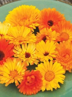 Family Garden Organic Seed Collection, Set Of 7 -GardenPro Shop 8610262 Pacific Beauty Calendula 07V tif