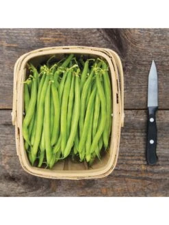 Antigua Bush Bean Organic Seeds 5 Antigua Bush Bean Organic Seeds -GardenPro Shop 8610262 antigua bean 8 15 18 05v