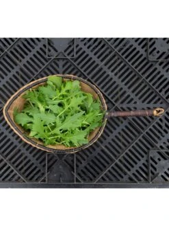 Silk Road Garden Organic Seed Collection, Set Of 6 7 Silk Road Garden Organic Seed Collection, Set Of 6 -GardenPro Shop 8610264 mizuna babyleaf 01v