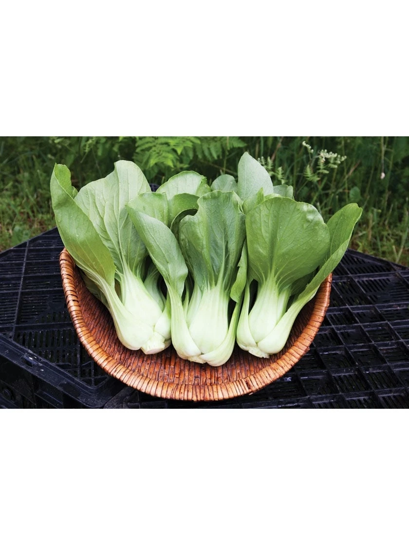 Shanghai Green Pac Choy Organic Seeds 2 Shanghai Green Pac Choy Organic Seeds - Image 2