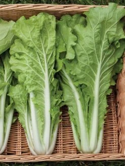 Silk Road Garden Organic Seed Collection, Set Of 6 8 Silk Road Garden Organic Seed Collection, Set Of 6 -GardenPro Shop 8610264 tokyo bekana 02v