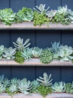 3-Tier Vertical Wall Planter, 3' -GardenPro Shop 8611013 055 tif