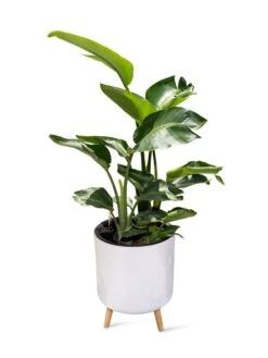 Ava Self-Watering Round Planter -GardenPro Shop 8612692 0002