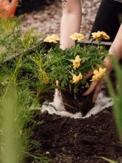 Hortiwool ®, Starter Garden Pad -GardenPro Shop 8613263 12v 1