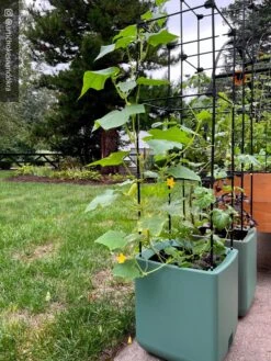 Oasis Self-Watering Tomato Planter With Trellis -GardenPro Shop 8613440 02TEST