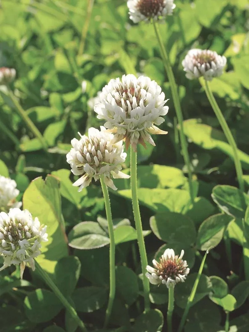White Clover Seed, 1/2 Lb. 1 White Clover Seed, 1/2 Lb.